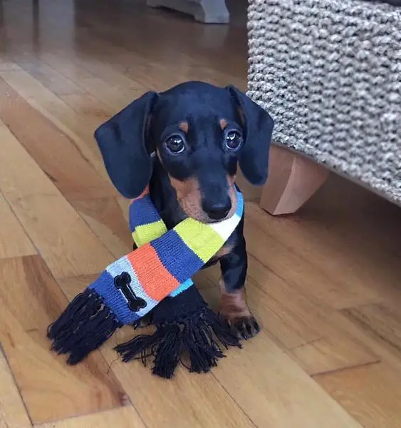 dachshund wearing a colorful scarf