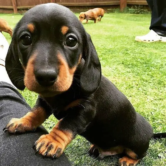 A Dachshund puppy in the backyard
