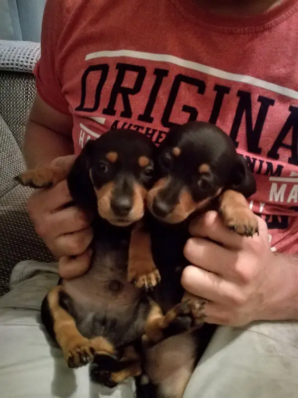 two Dachshund puppies sitting on the lap of a man sitting on the couch