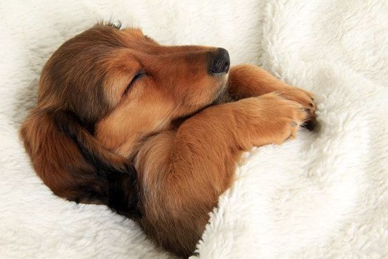 A Dachshund sleeping soundly on the bed