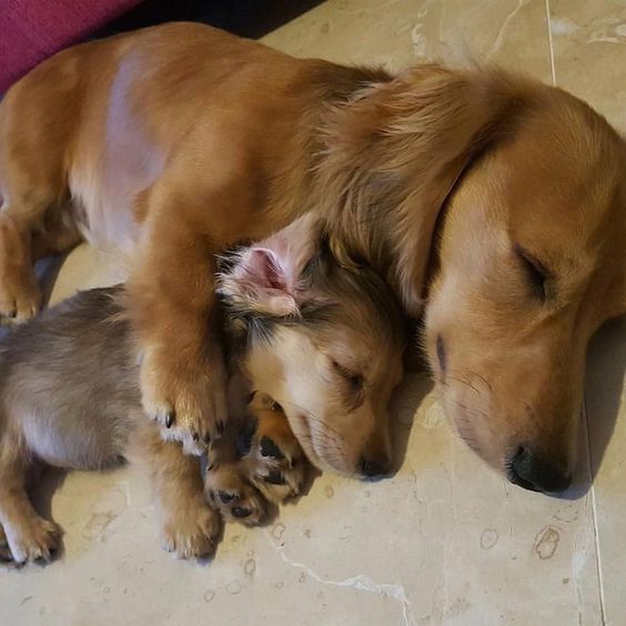 dachshunds mother and puppy sleeping on the floor