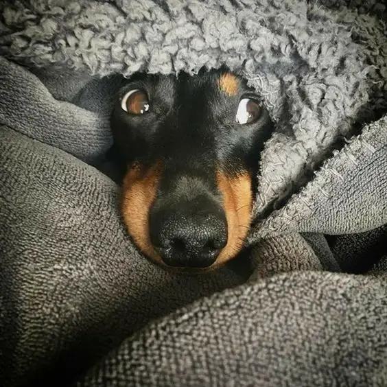 A Dachshund sleeping on the bed under the blanket