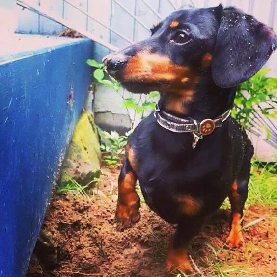 dachshunds walking in the garden