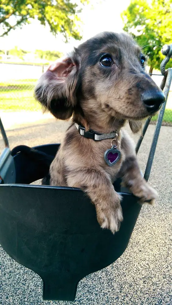 A Dachshund puppy sitting in the swing at the park