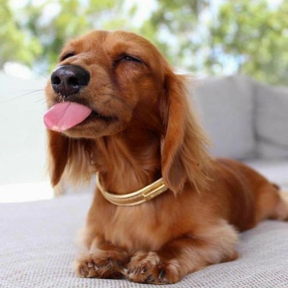 dachshund sticking out its tongue