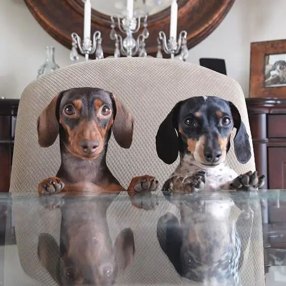 two Dachshunds sitting at the table