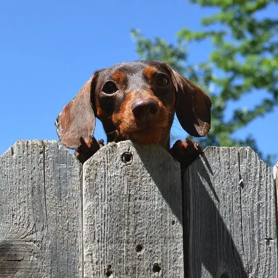 A Dachshund standing behind the fence