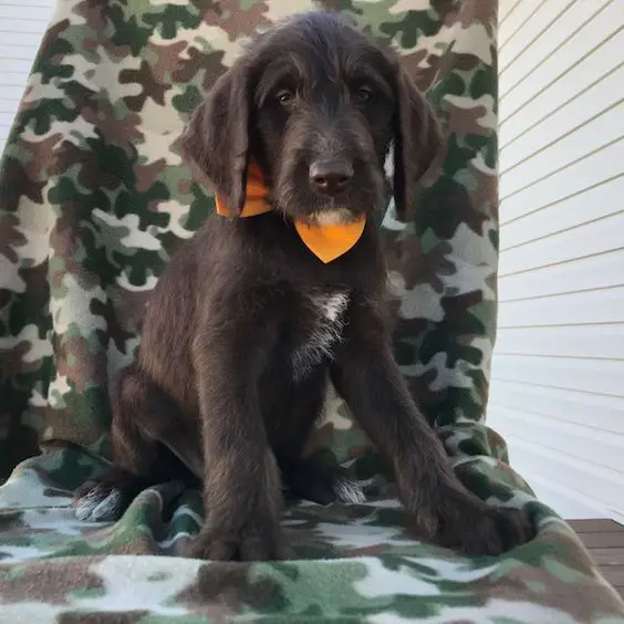 A Dalmadoodle sitting on the chair while wearing an orange bow tie