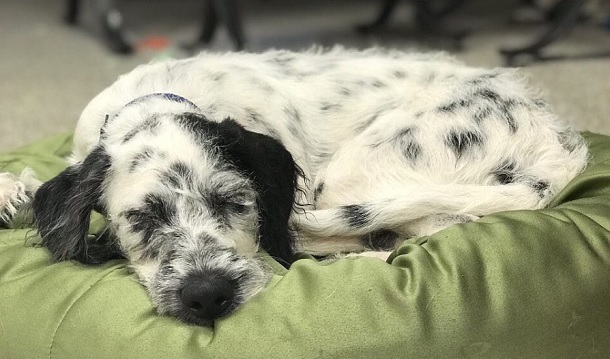 dalmation poodle cross