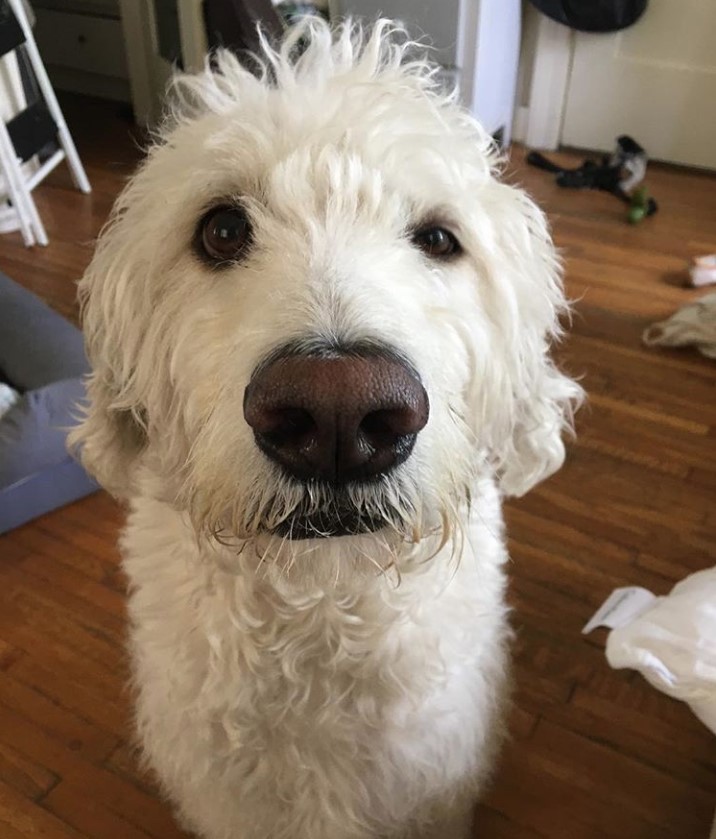 A Dalmadoodle sitting on the floor