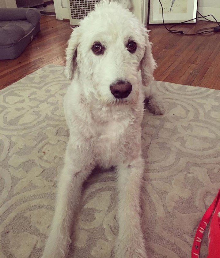 A Dalmadoodle lying on its bed on the floor