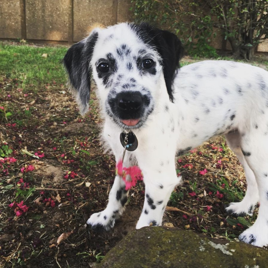 dalmation poodle cross