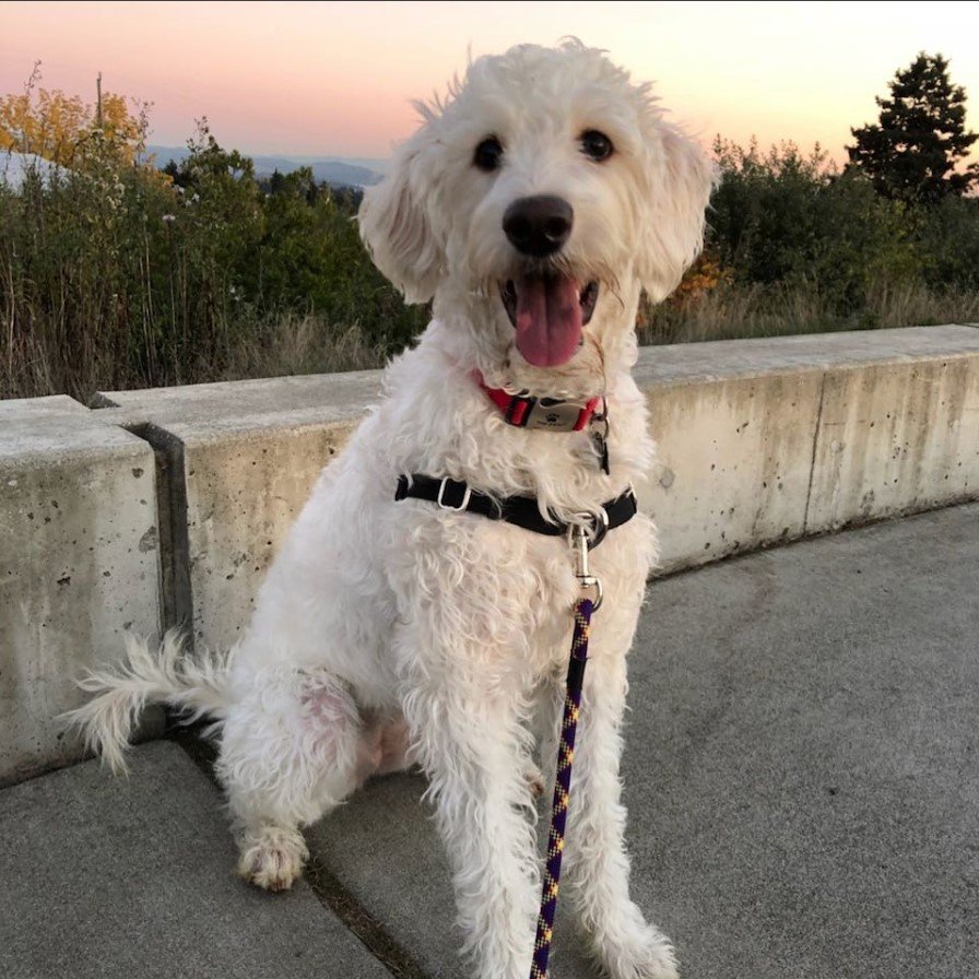 A Dalmadoodle sitting by the road