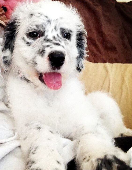 A Dalmadoodle puppy sitting on the couch while smiling with its tongue out
