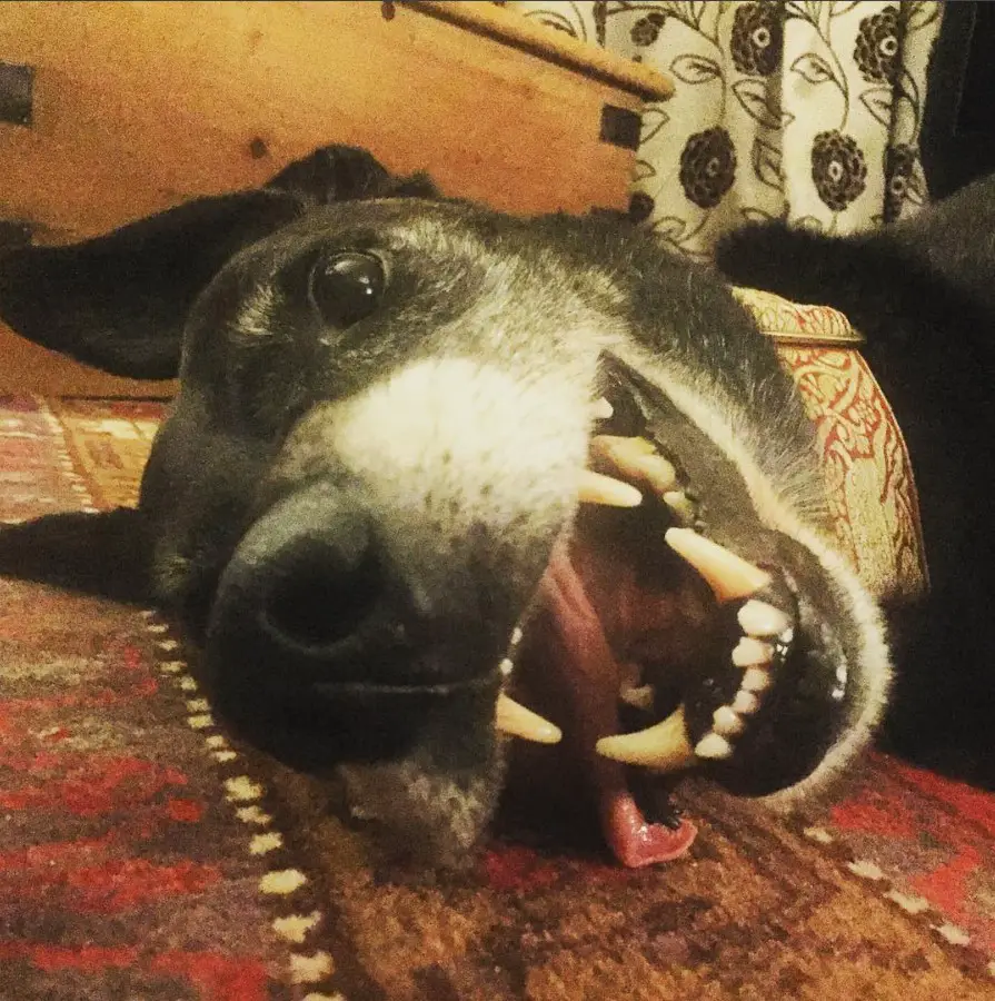 a happy face of Doberdane lying on the carpet with its mouth open and tongue sticking out