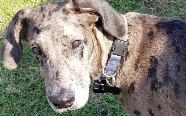 doberman pinscher and great dane mix