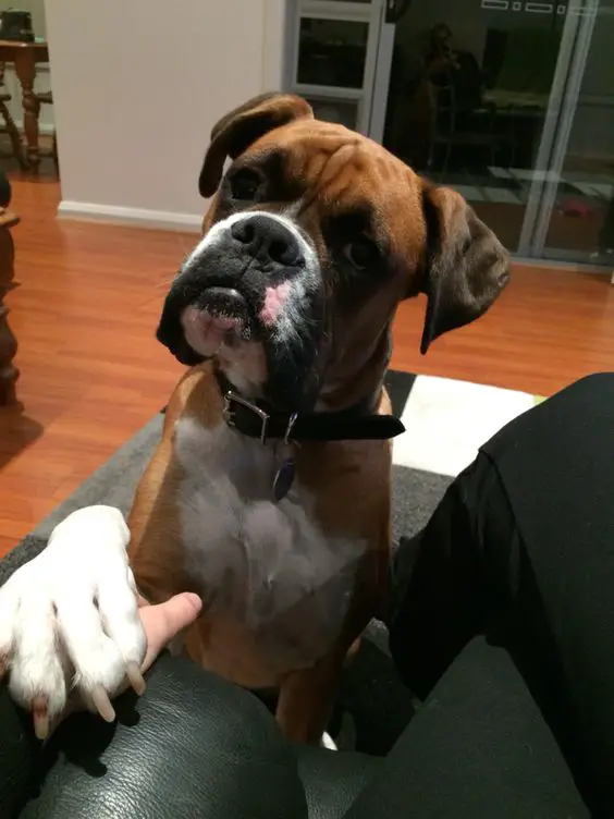 Boxer dog putting its paws on his owners hand while begging