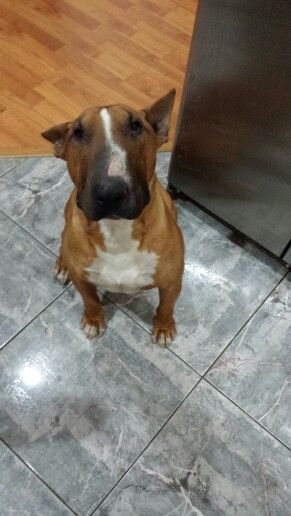 An English Bull Terrier sitting on the floor with its begging face