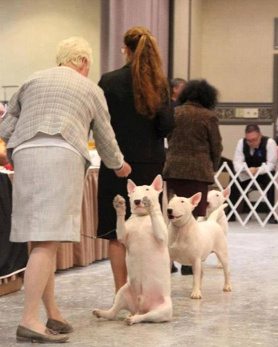 An English Bull Terrier sitting on the floor waiting for the treat