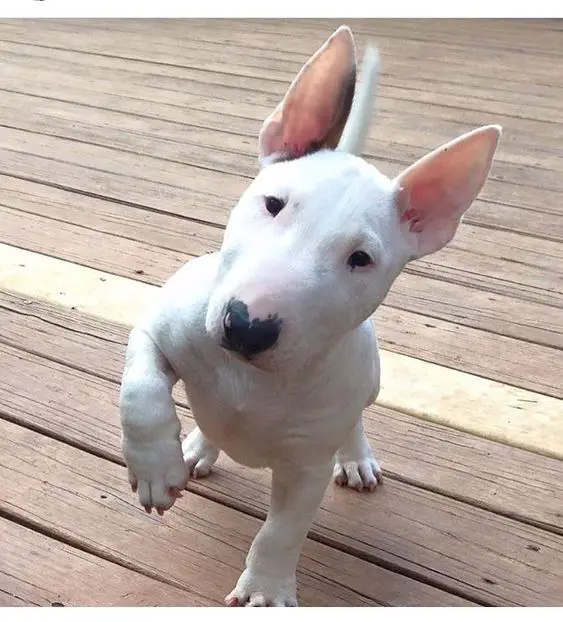 An English Bull Terrier puppy standing on the wooden floor