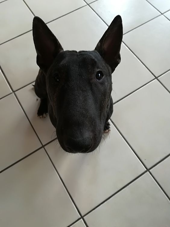 An English Bull Terrier sitting on the floor with its begging face