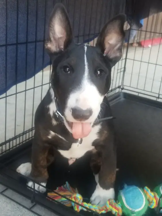An English Bull Terrier puppy sitting inside its crate with its tongue out
