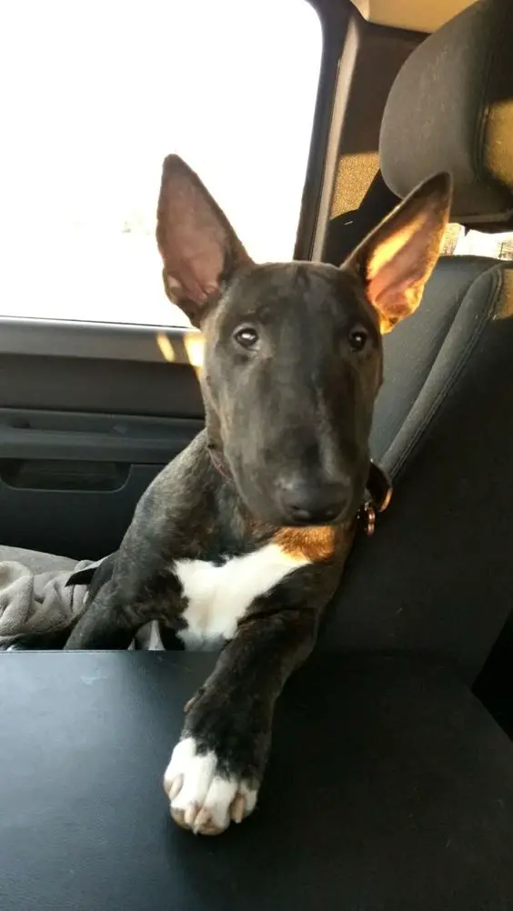 An English Bull Terrier puppy sitting in the passenger seat