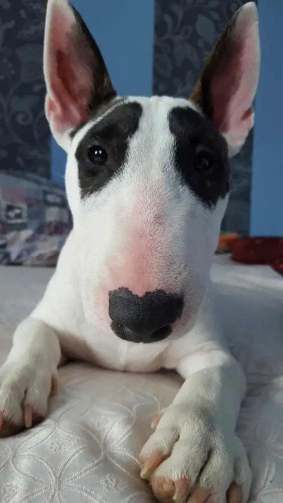 An English Bull Terrier puppy lying on the bed with its adorable face
