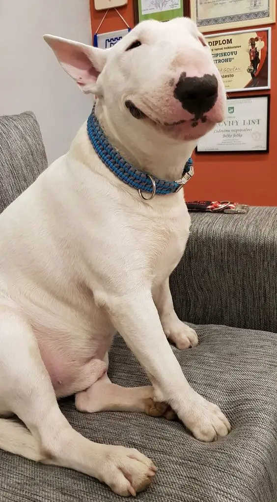 An English Bull Terrier sitting on the couch while smiling