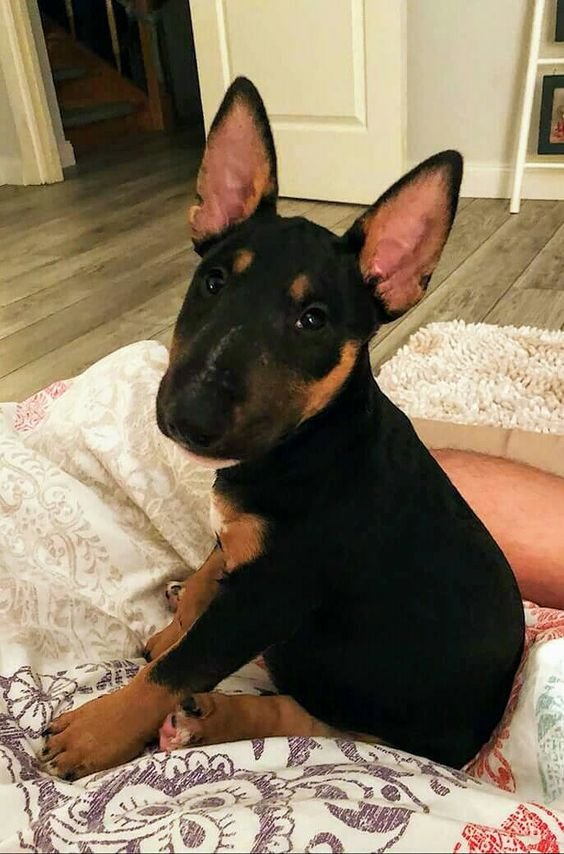 An English Bull Terrier puppy sitting on the bed
