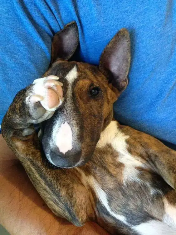 An English Bull Terrier lying on the bed with its one paw covering its eyes