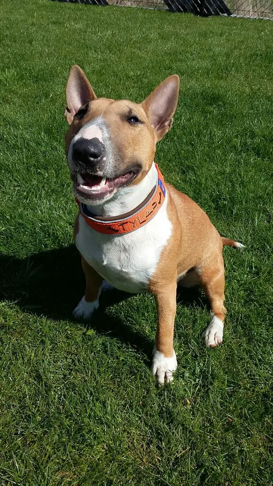 An English Bull Terrier sitting in the yard while smiling