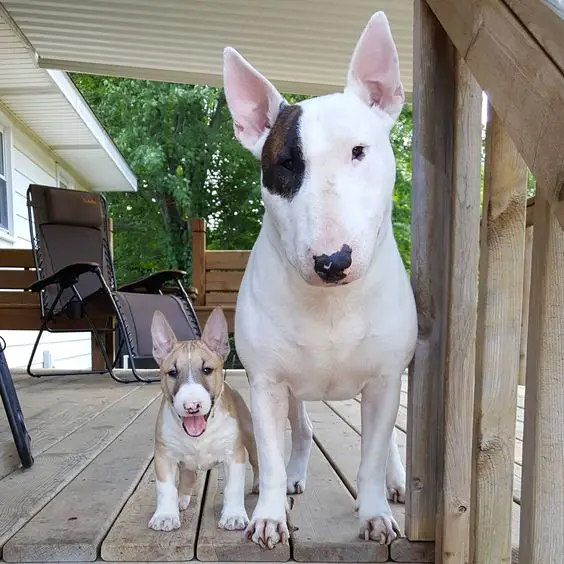 An adult and puppy English Bull Terrier standing in the terrace