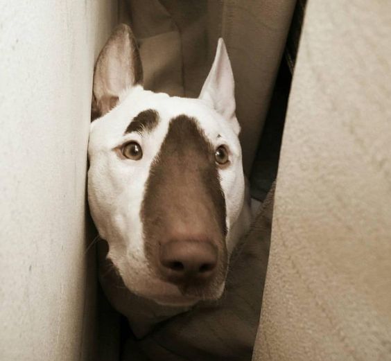 An English Bull Terrier hiding behind the curtain