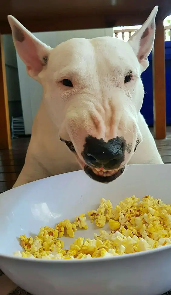An English Bull Terrier lying on the floor with a owl of popcorn in a bowl in front of him