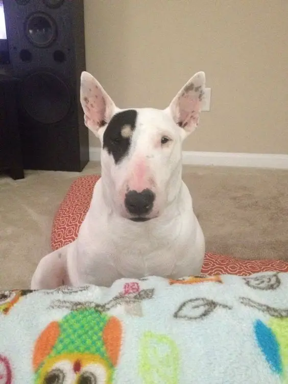 An English Bull Terrier sitting on the floor at the end of the bed