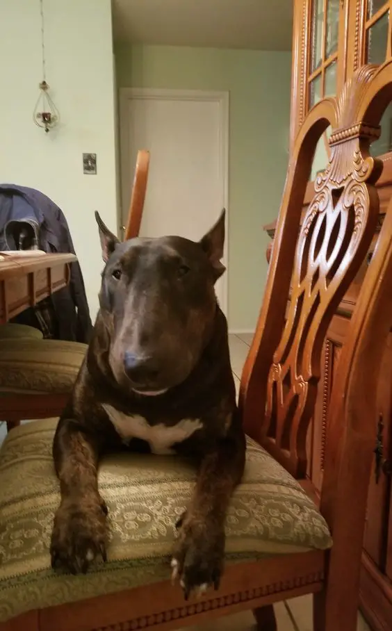 An English Bull Terrier lying on top of the chair at the table