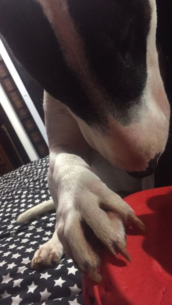 A English Bull Terrier sleeping on the bed