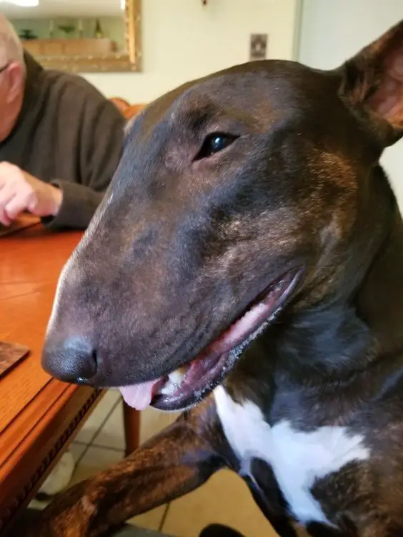 An English Bull Terrier leaning towards the person at the table