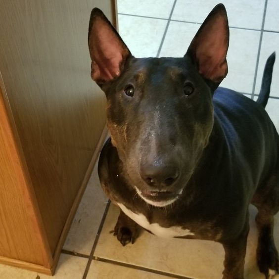 An English Bull Terrier sitting on the floor while staring with its begging eyes