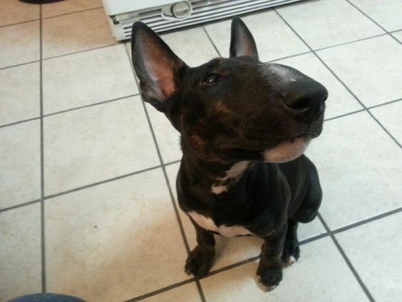 An English Bull Terrier sitting on the floor while looking sideways