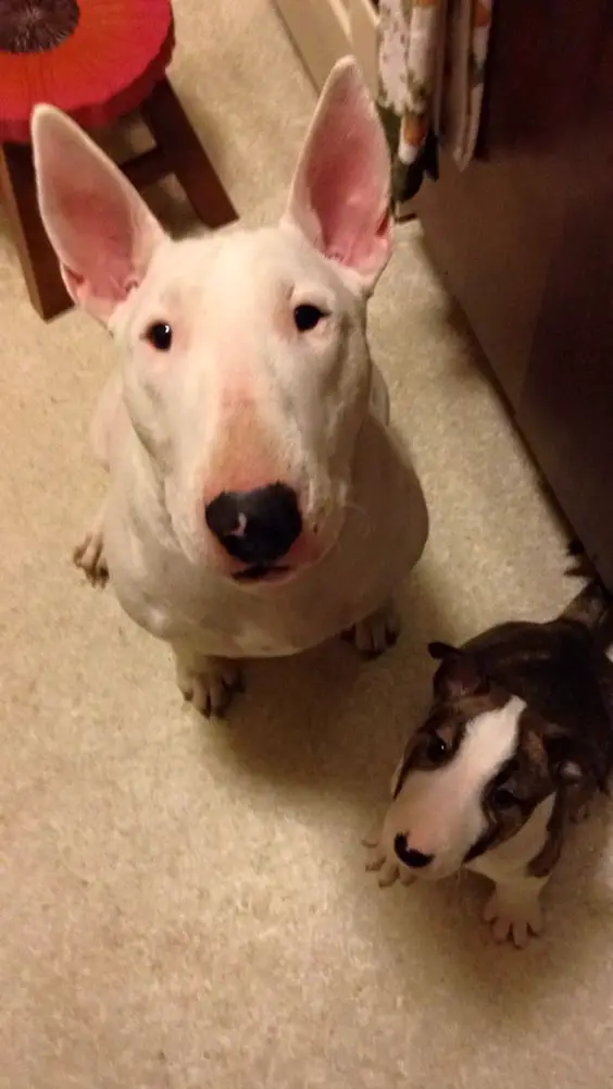 An adult and puppy English Bull Terrier sitting on the floor with their begging faces