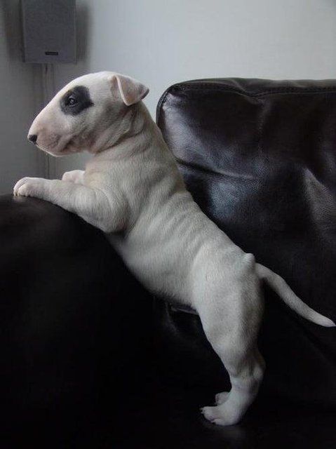 Bull Terrier standing with its hand on the arms of the black couch