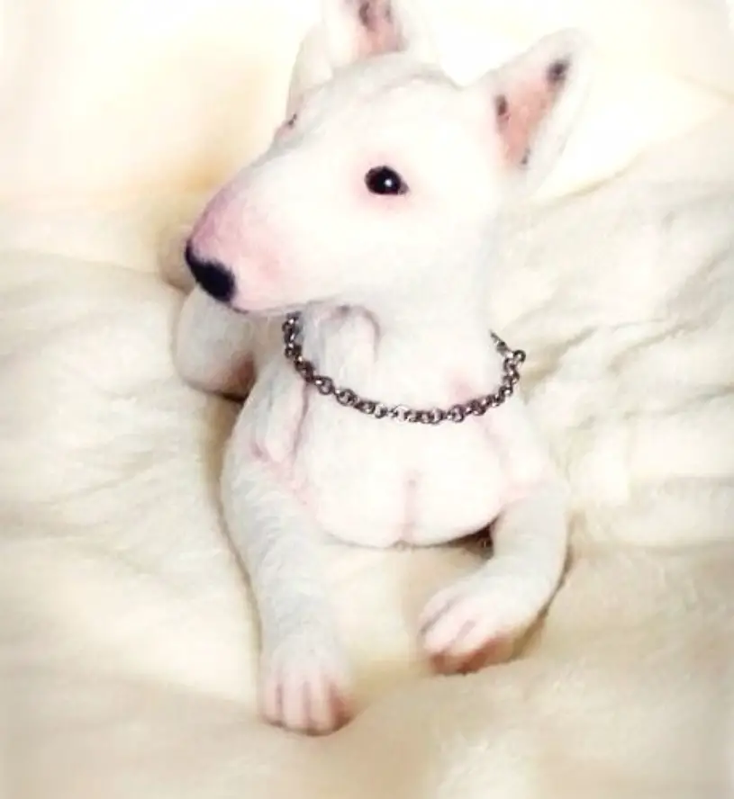 white Bull Terrier puppy lying on the bed