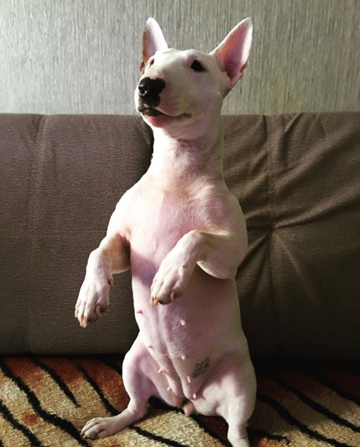 English Bull Terrier sitting pretty on the couch