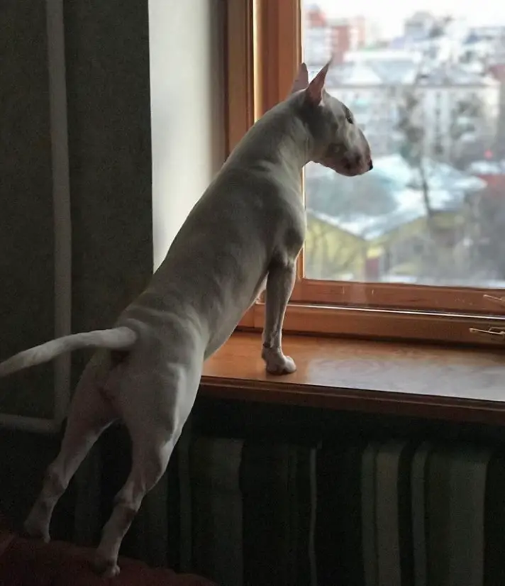 white Bull Terrier looking outside the window