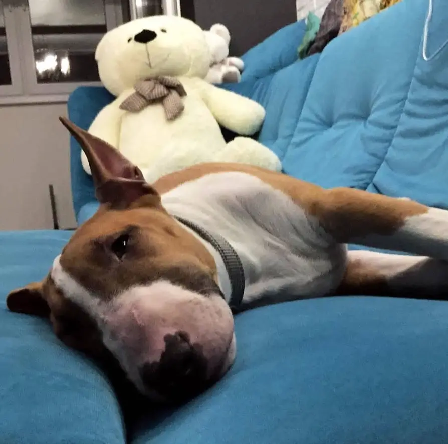 English Bull Terrier lying on the couch