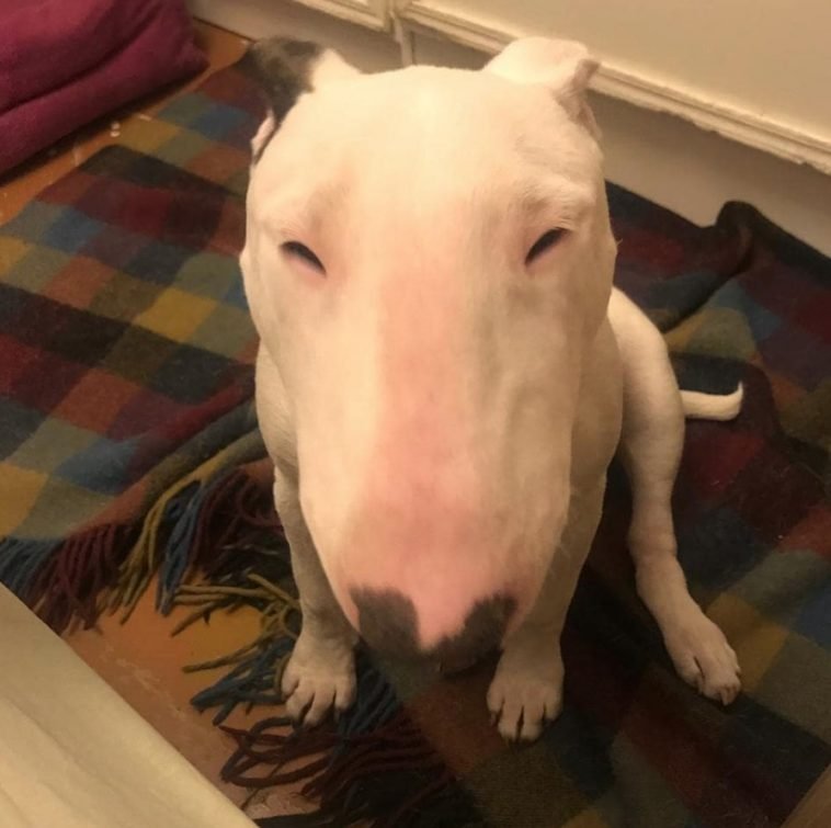 18 Reasons to Choose a Bull Terrier The Paws