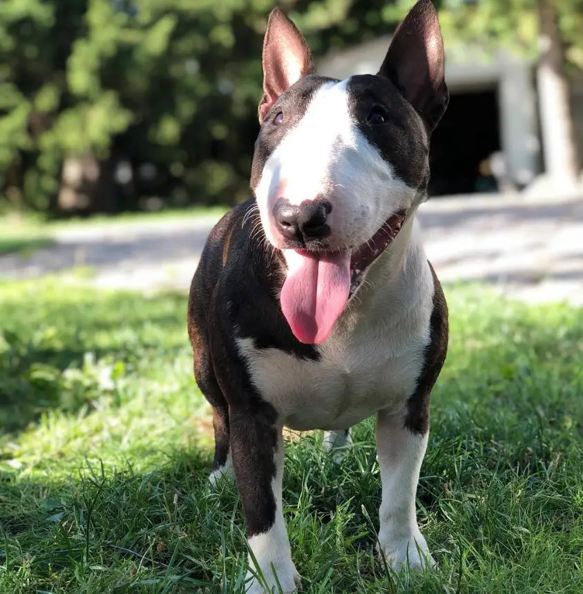 panting English Bull Terrier while outdoors