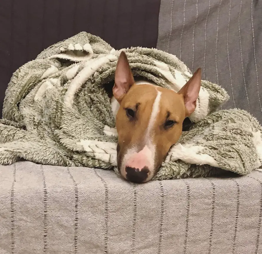 Bull Terrier lying on the couch wrapped in towel
